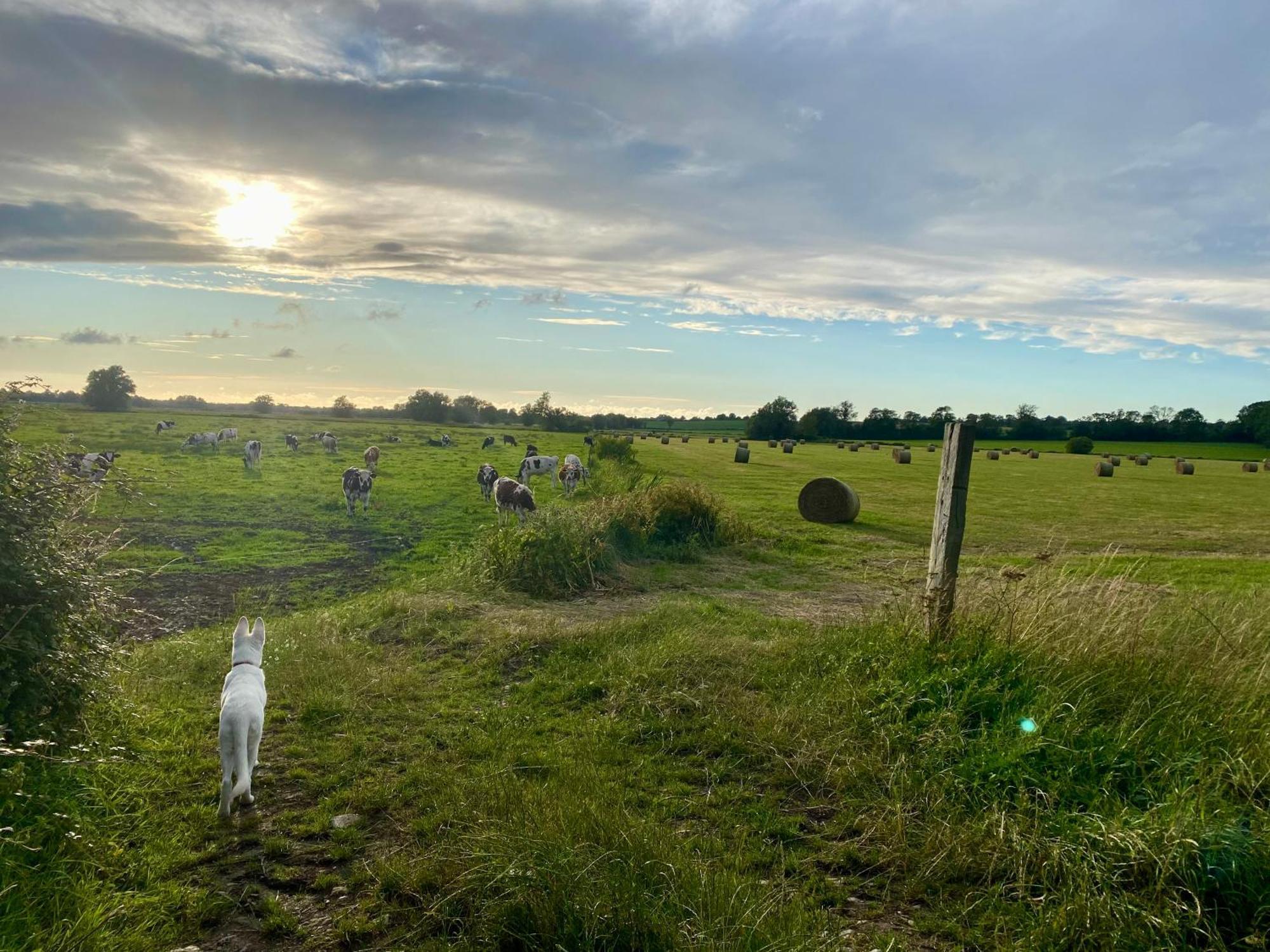 Chambre De Rose - Le Refuge Des Parachutistes - En Bordure Du Marais Neuville-au-Plain Eksteriør bilde